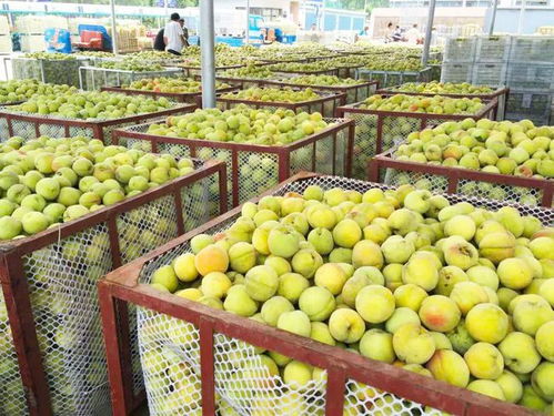 罐头vs新鲜 营养迷思与饮食真相